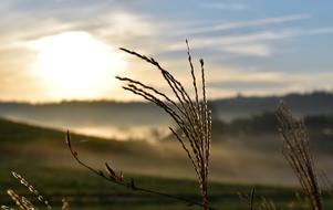 Grasses Nature Backlighting