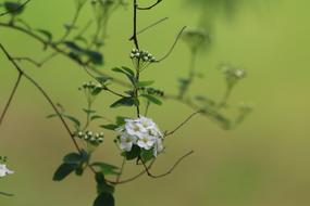 Meadowsweet Shrub Nature White