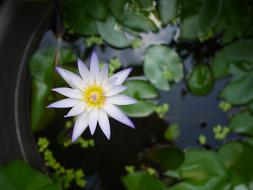 Flower Green Garden