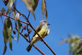 Nature Birds Outdoors