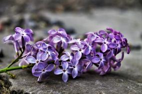 Without Flower Spring