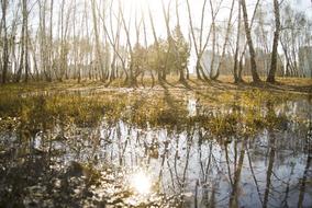 marsh greens in the woods