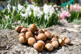 fresh nuts on the table