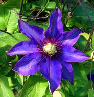 Clematis Flower Plant