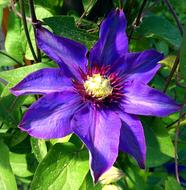 Clematis Flower Plant