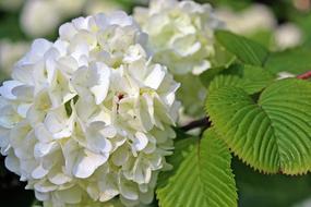 white flower leaves garden