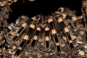 Nature Animal World Insect