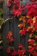 Autumn Fall Foliage Golden