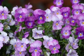 Pansies Flower Nature