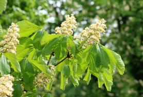 Horse Chestnut Flowering Flower