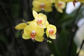 Orchid Yellow Flower