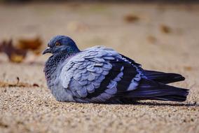 Birds Paloma Nature