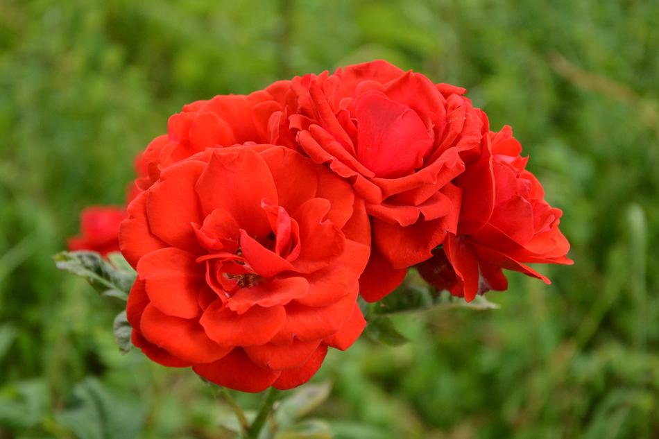 Flower Nature Plant