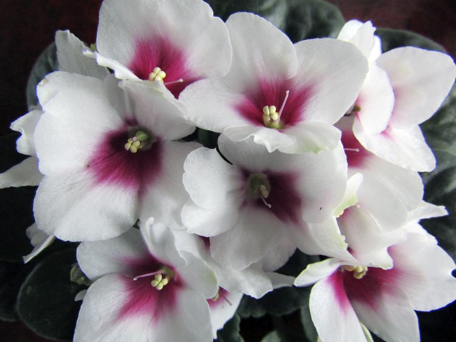 Flower Nature Plant