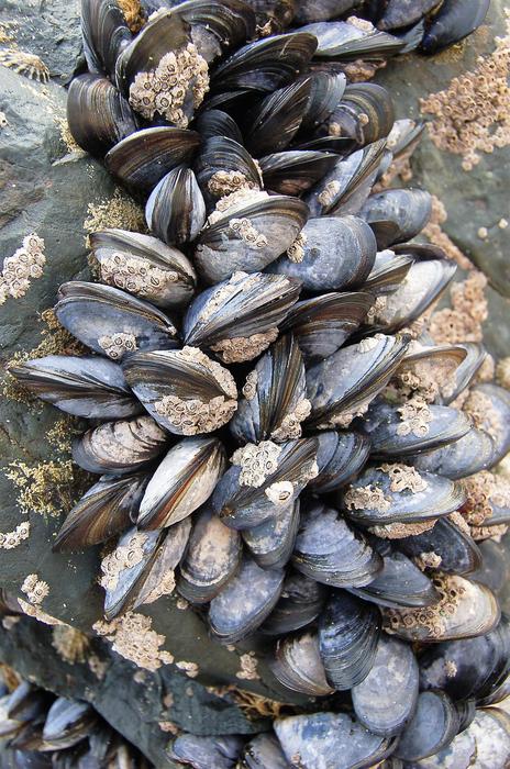 shells of marine mollusks