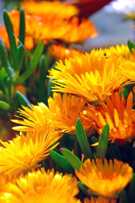 Nature Flower Plant