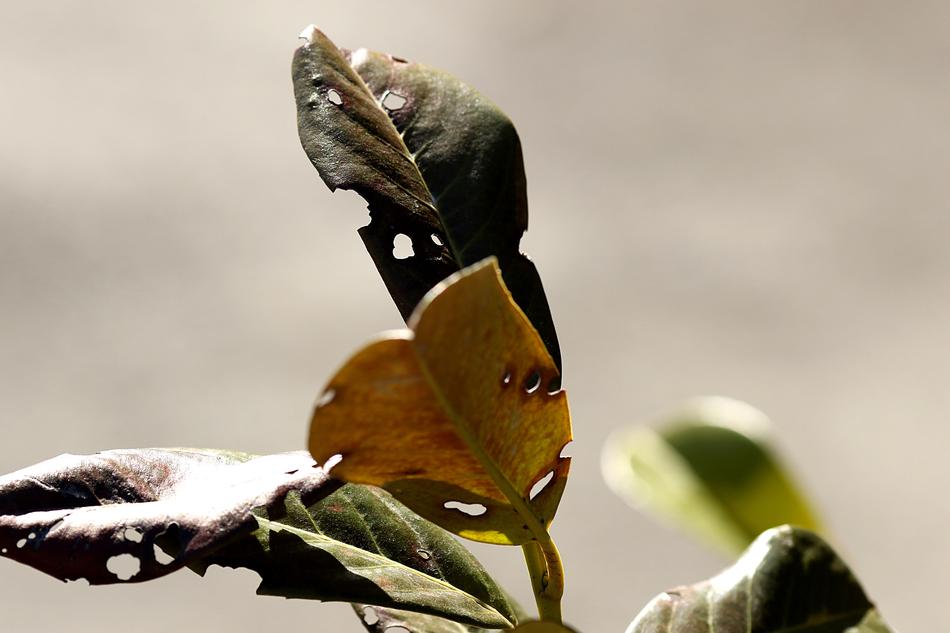 Nature Leaf