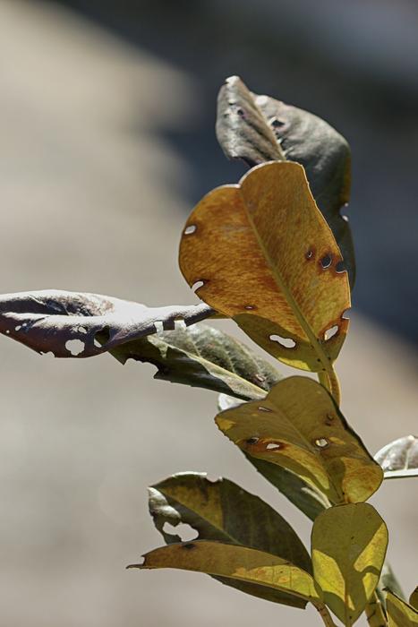Nature Leaf