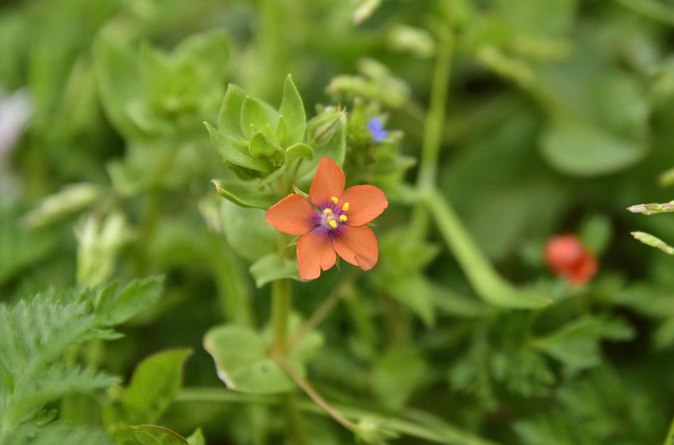 Nature Flower Plant