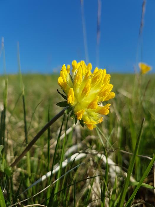 Nature Flower Field