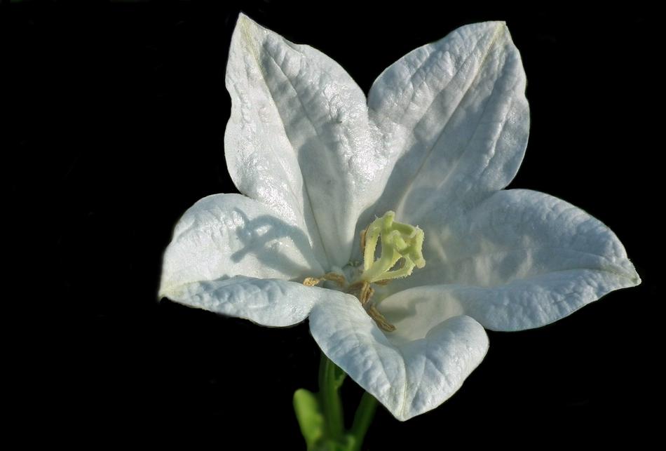 White Flower Rozwar