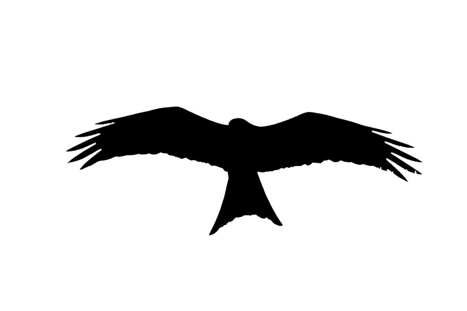 silhouette animal bird of prey