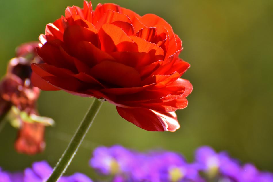 Ranunculus Flower