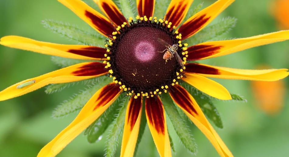 Nature Summer Flora