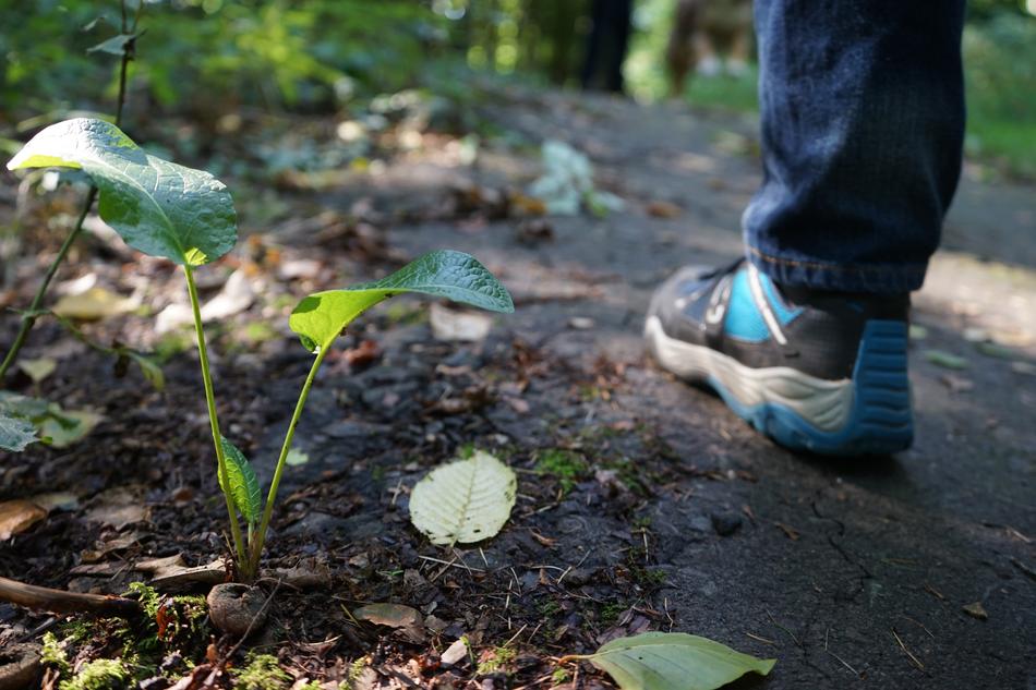 Nature Forest Walk
