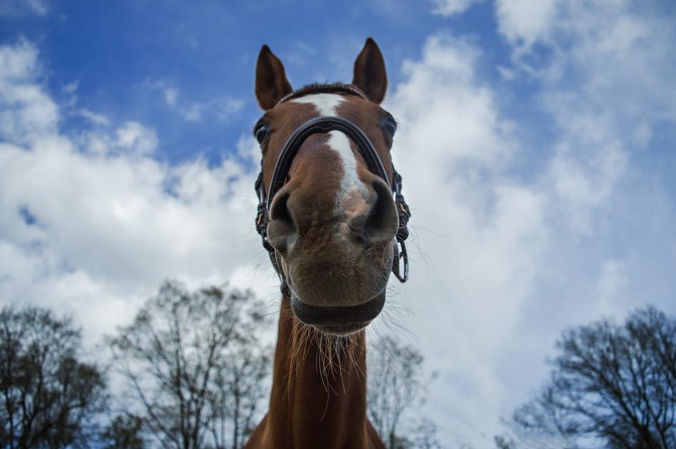 Horse Head Sky