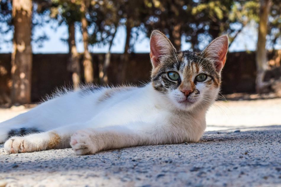 resting cat on the street
