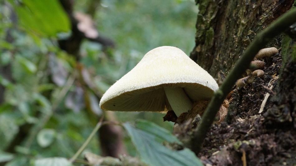 Sponge Forest Tree macro blur