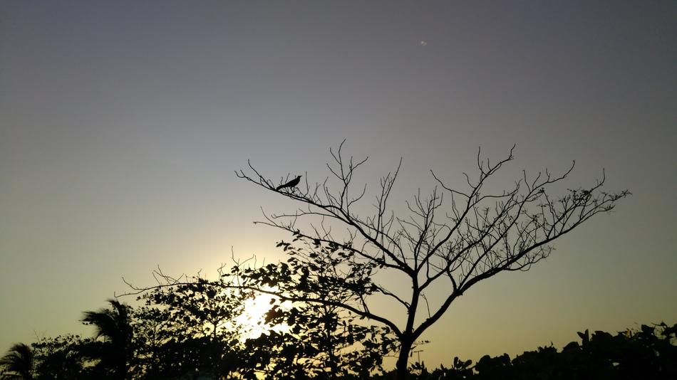 Tree Nature Sky