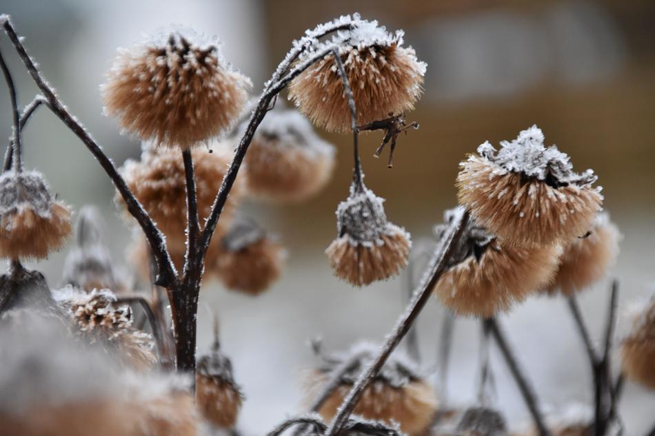 Nature Winter Frost