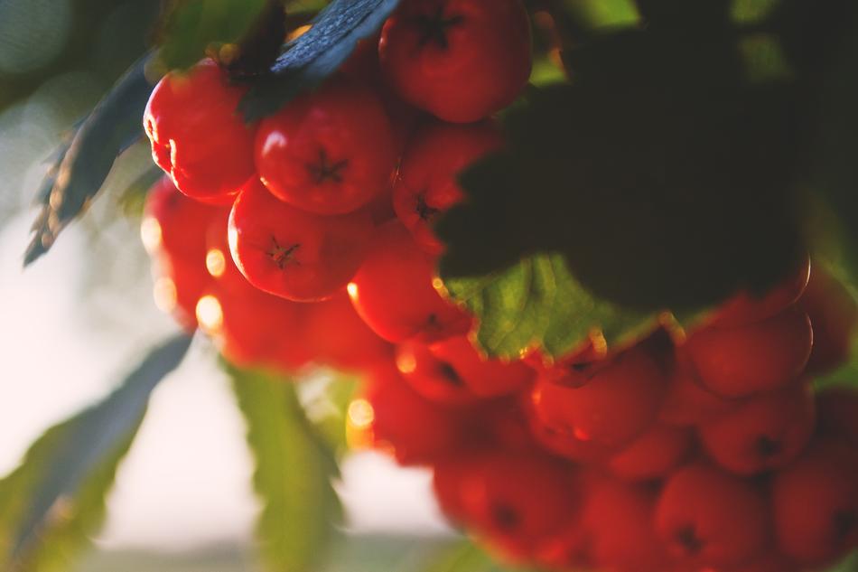 Nature Masuria Mountain Ash