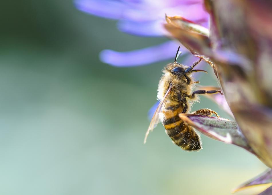 Bee Flower Insect