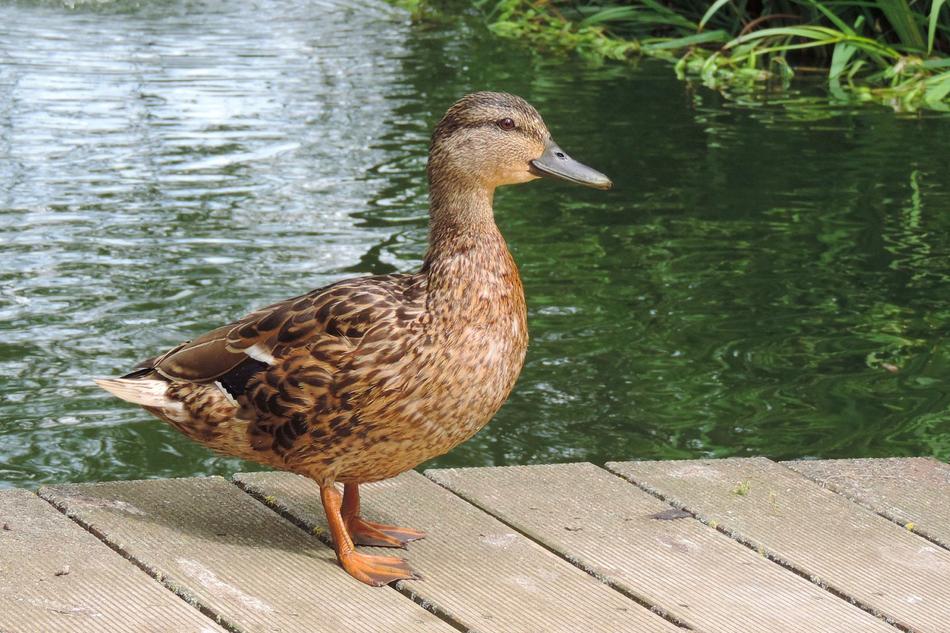 Duck Nature Animal World