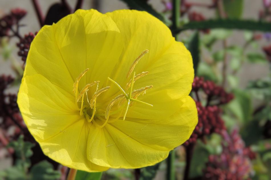 Nature Flower Plant