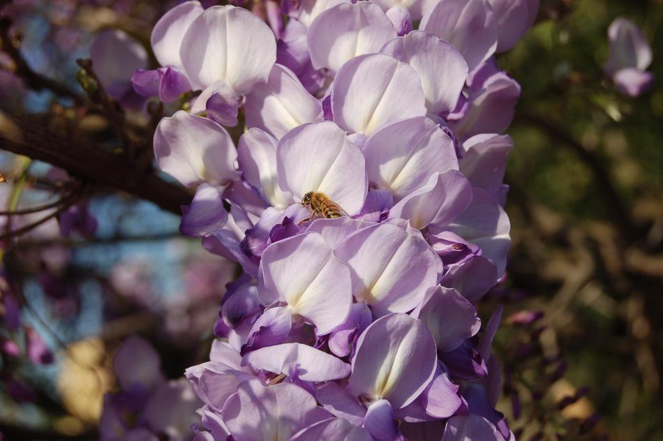 Flower Wisteria Nature