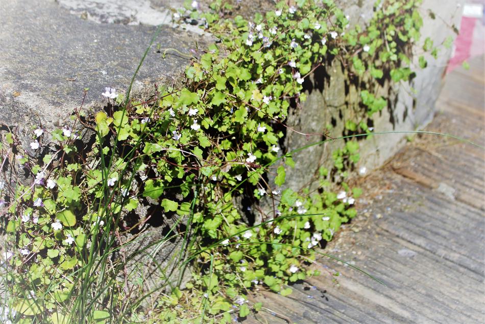 Nature Plant Leaf