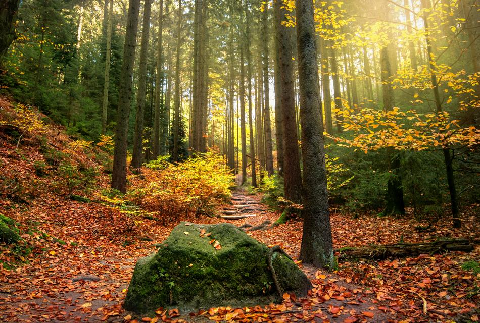 Forest Light Beam Sun