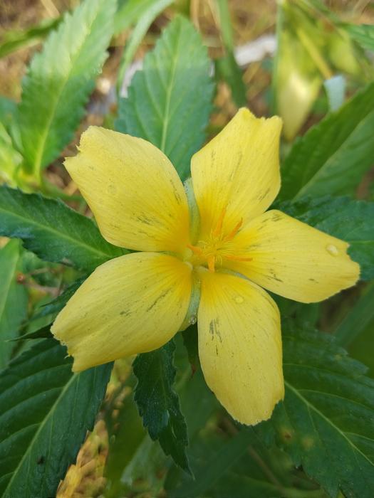 Leaf Nature Flora