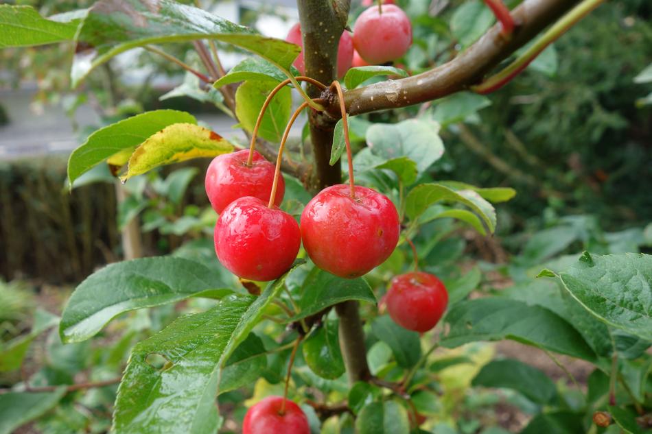 Embellishment Malus Garden