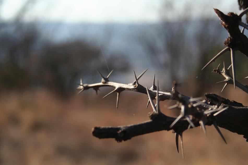 Thorn Tree Dry Winter