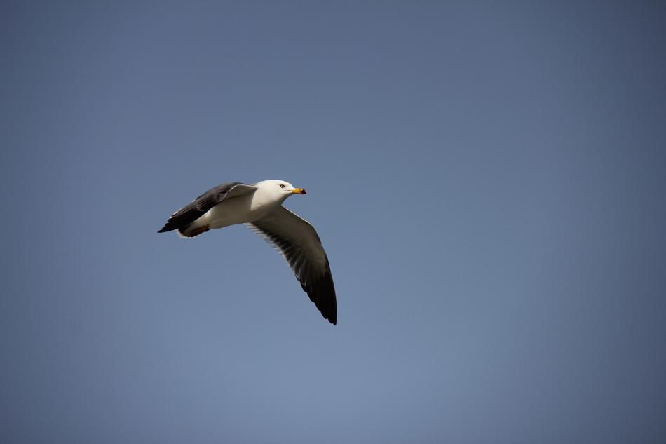 Nature Wildlife view
