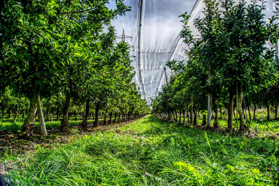Apple Tree Plantation Harvest