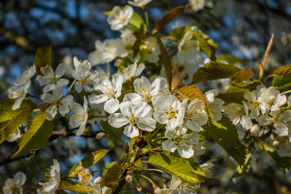 Tree Nature Plant