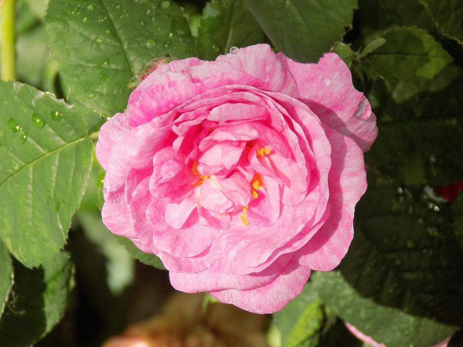 Rose Flower Nature