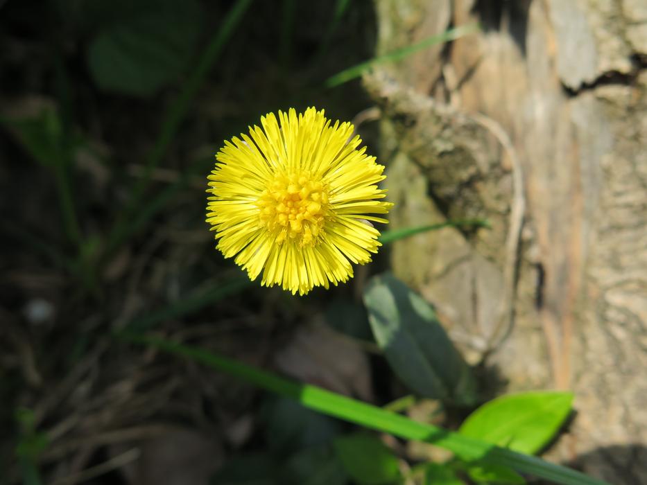Tussilago Farfara Herb Nature