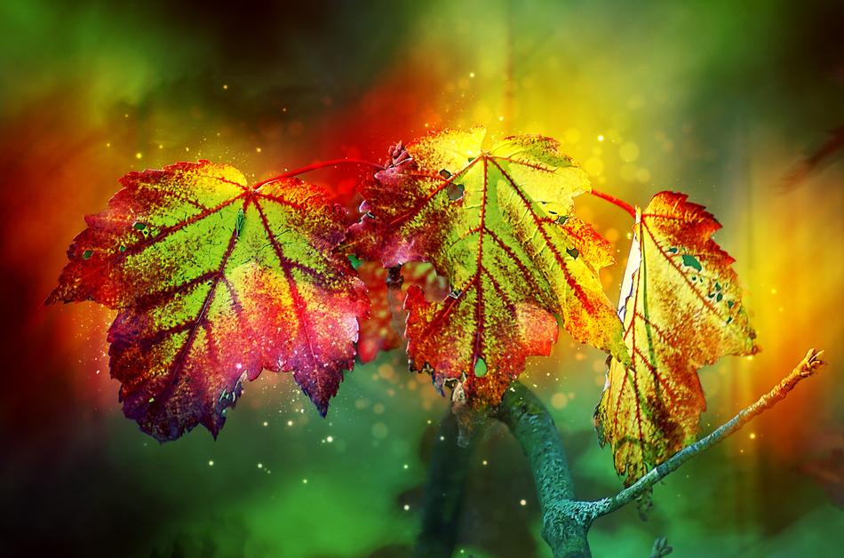 Autumn Color Leaves